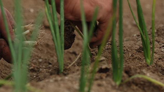 De Madrid al suelo: la emergencia de la agricultura urbana
