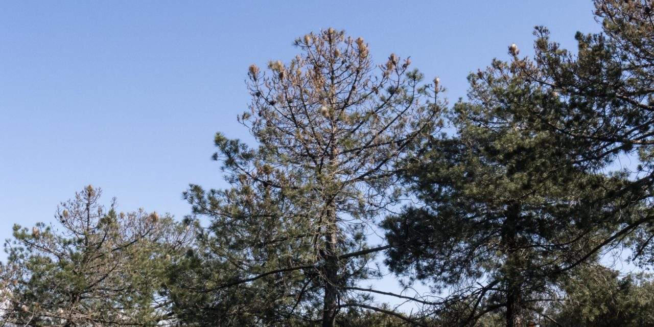 La AV de Majadahonda reclama al Ayuntamiento que controle la plaga de procesionaria de La Dehesa