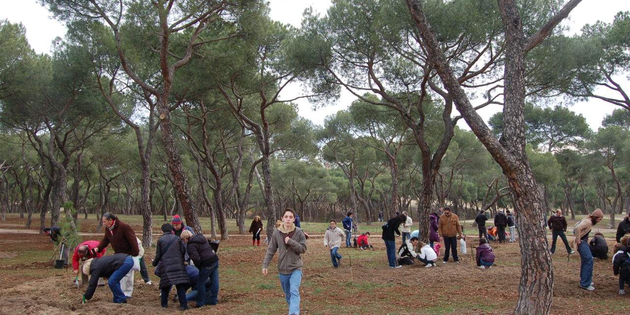 La Dehesa de la Villa suma 350 encinas y pinos piñoneros