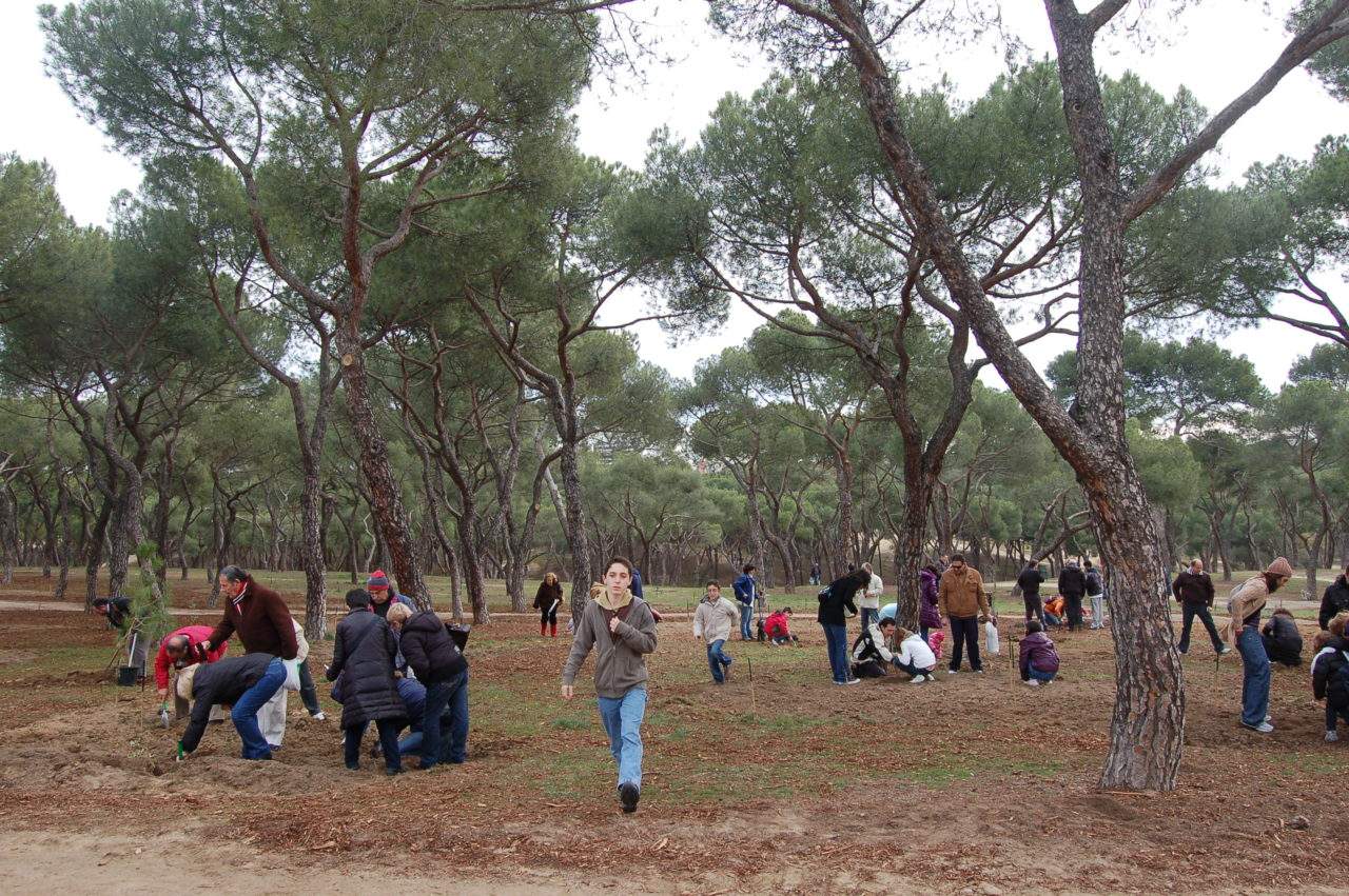 La Dehesa de la Villa suma 350 encinas y pinos piñoneros
