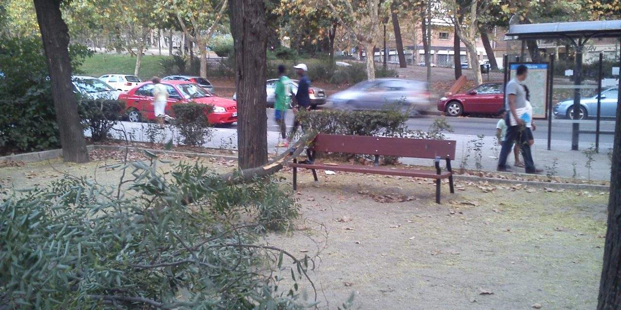 La FRAVM denuncia la negligencia del Ayuntamiento en el mantenimiento del arbolado