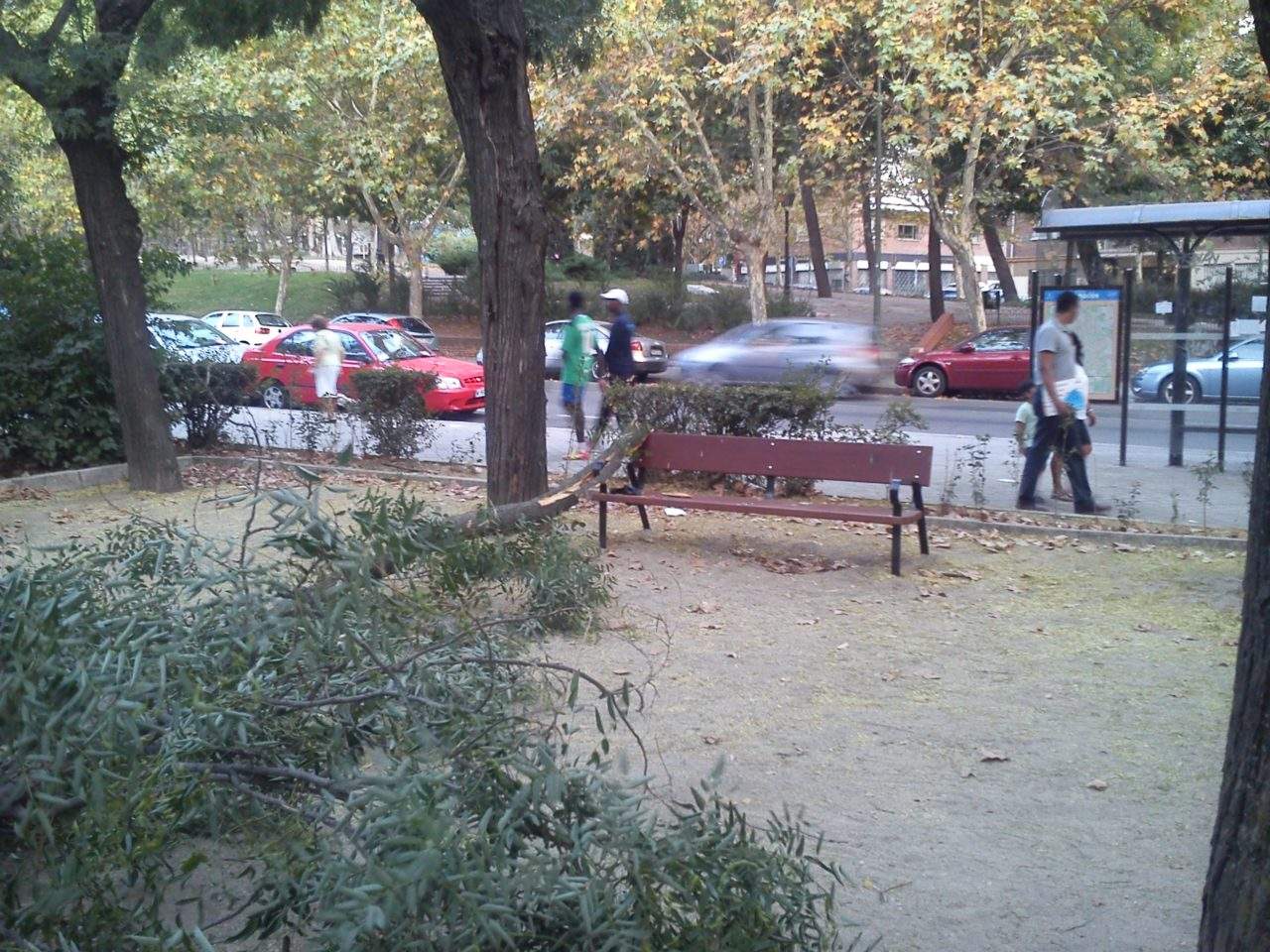 La FRAVM denuncia la negligencia del Ayuntamiento en el mantenimiento del arbolado