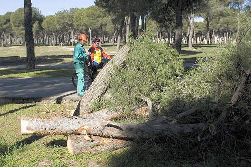 Los vecinos denuncian una tala indiscriminada de árboles centenarios en el PAU de Carabanchel