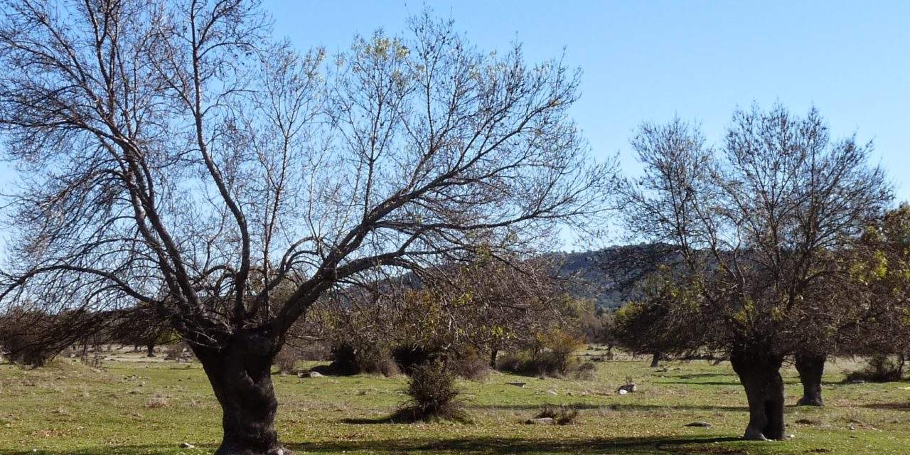 Moralzarzal contra el campo de golf “rústico” que proyecta el Ayuntamiento de la localidad