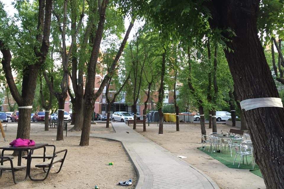 Objetivo: salvar los árboles de San Juan Bautista