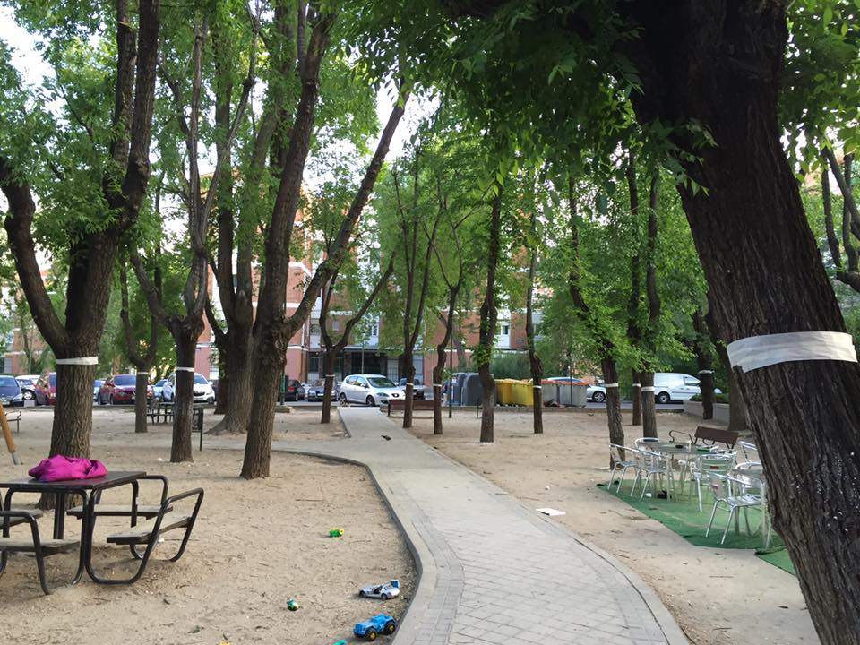 Objetivo: salvar los árboles de San Juan Bautista