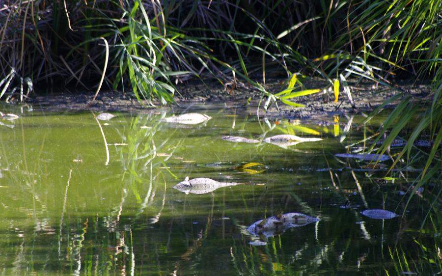 Peligra el ecosistema del humedal protegido de las Islillas de Mejorada del Campo