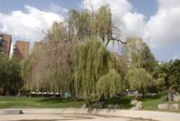 Los árboles del parque Aluche se mueren ante la indiferencia del Ayuntamiento