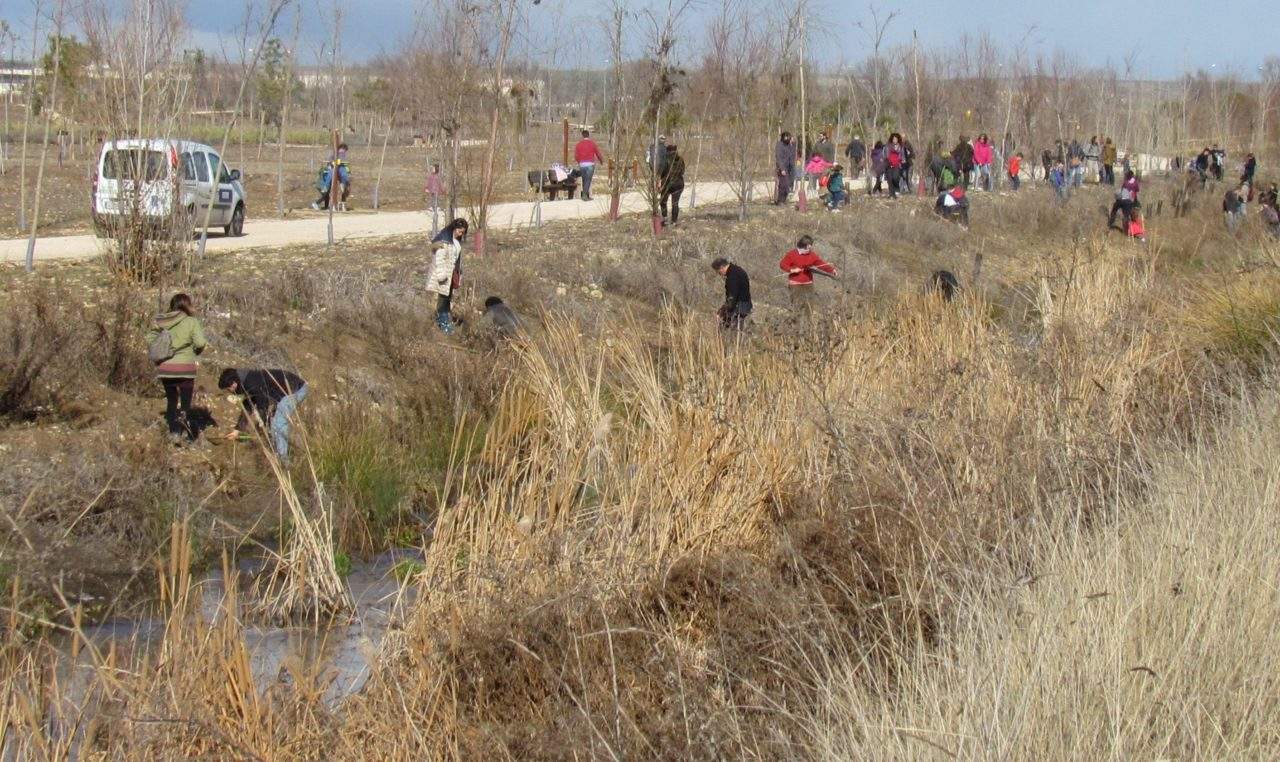 La Plataforma Valle del Henares se da a conocer con una plantación en el río Camarmilla