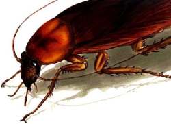 Safari en Orcasitas (Usera): a la caza de la cucaracha
