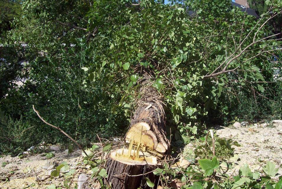 Vecinos de la Alameda de Osuna se concentran esta tarde contra la tala de árboles en la ”Vía Verde de la Gasolina”