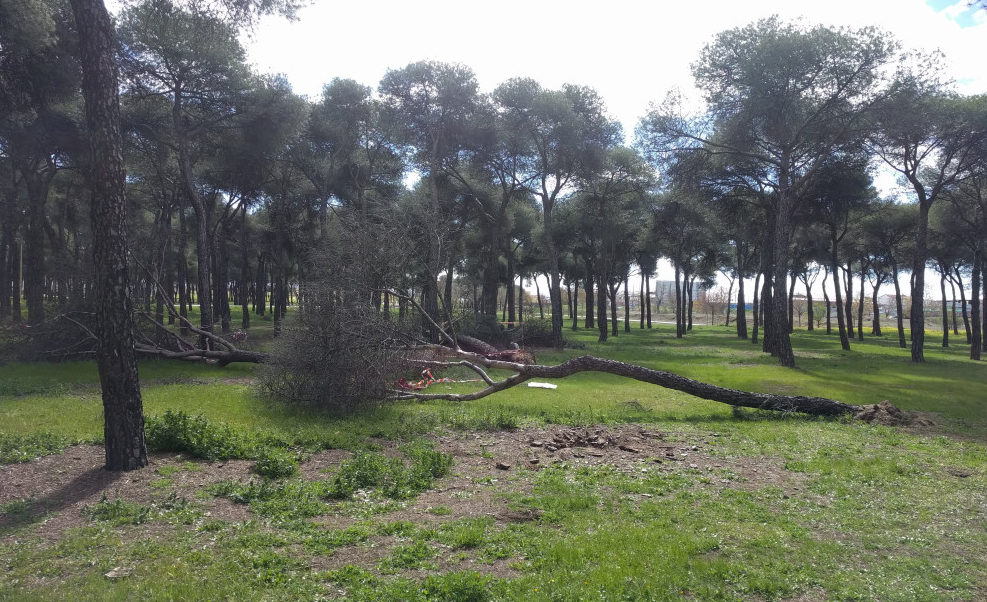 La AV de Carabanchel Alto lleva al pleno de la junta una propuesta para que el Pinar de San José sea declarado “Parque Histórico”