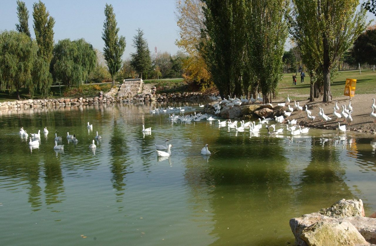 “El Soto no se toca”: la ciudadanía de Móstoles protesta contra la celebración de un macro festival en el parque