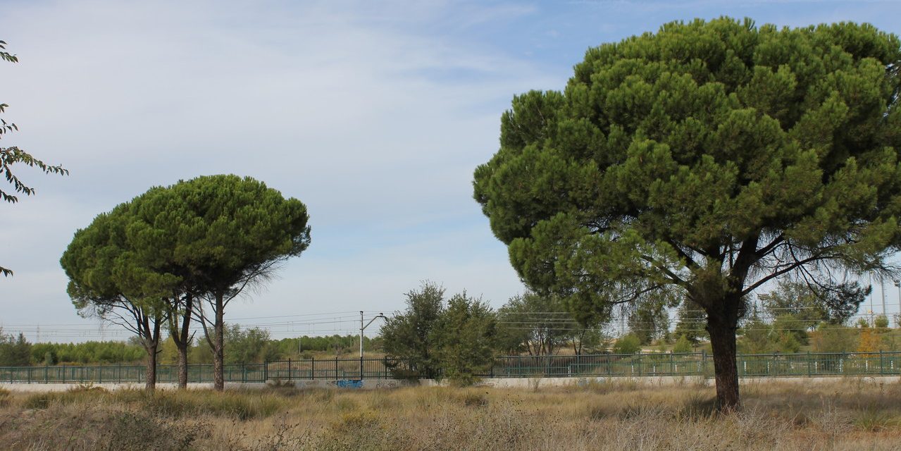 La construcción del mayor parque comercial de Madrid amenaza la supervivencia del Bosque del Humedal y el bienestar de la vecindad de Coslada