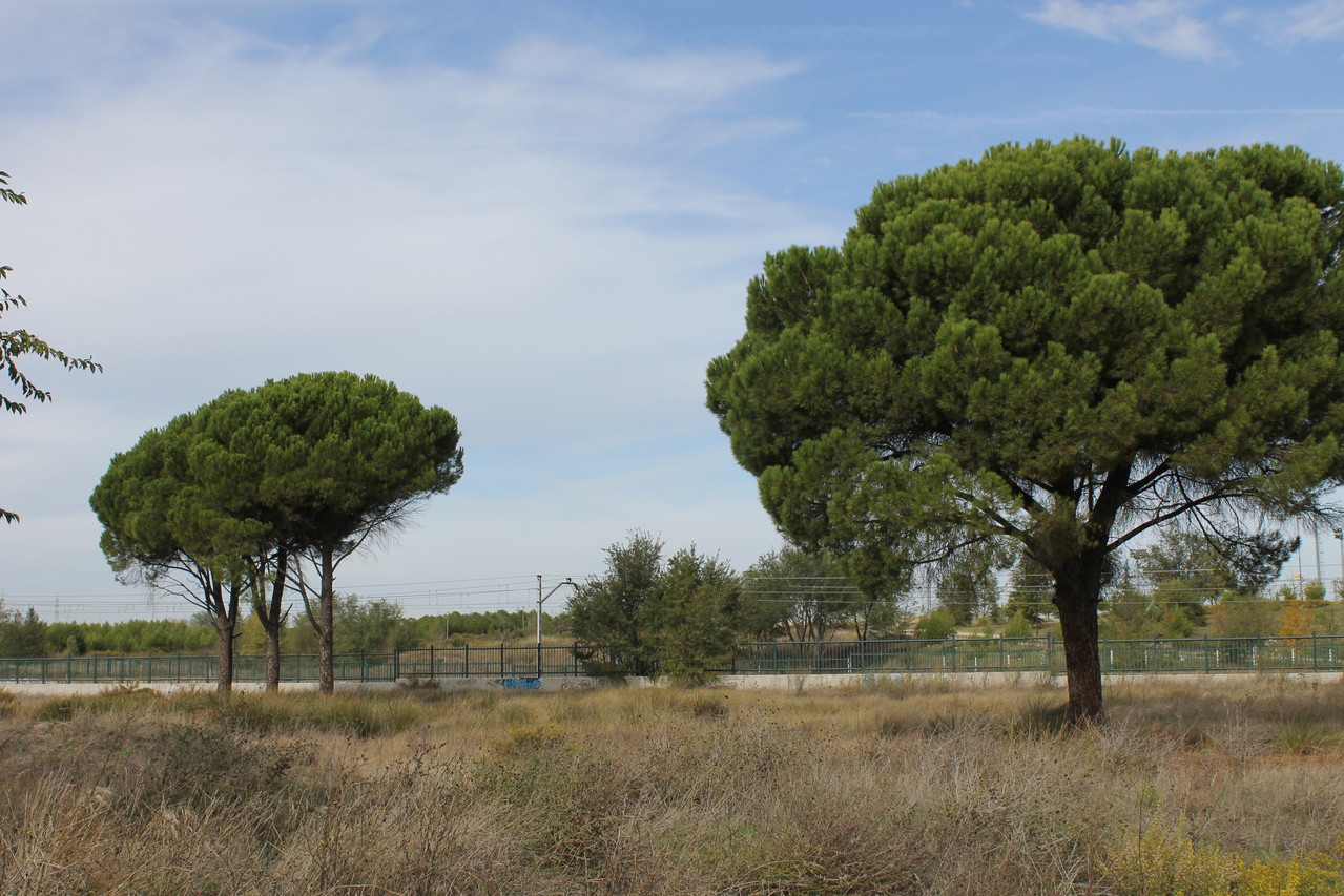 La construcción del mayor parque comercial de Madrid amenaza la supervivencia del Bosque del Humedal y el bienestar de la vecindad de Coslada