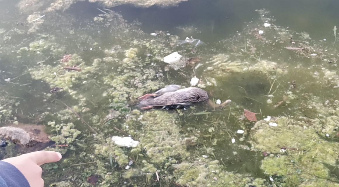 De nuevo aparecen aves muertas en el lago del Parque de las Cruces de Carabanchel