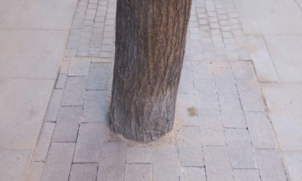 El Ayuntamiento de Madrid asfixia los árboles de la ciudad pavimentándolos hasta el tronco
