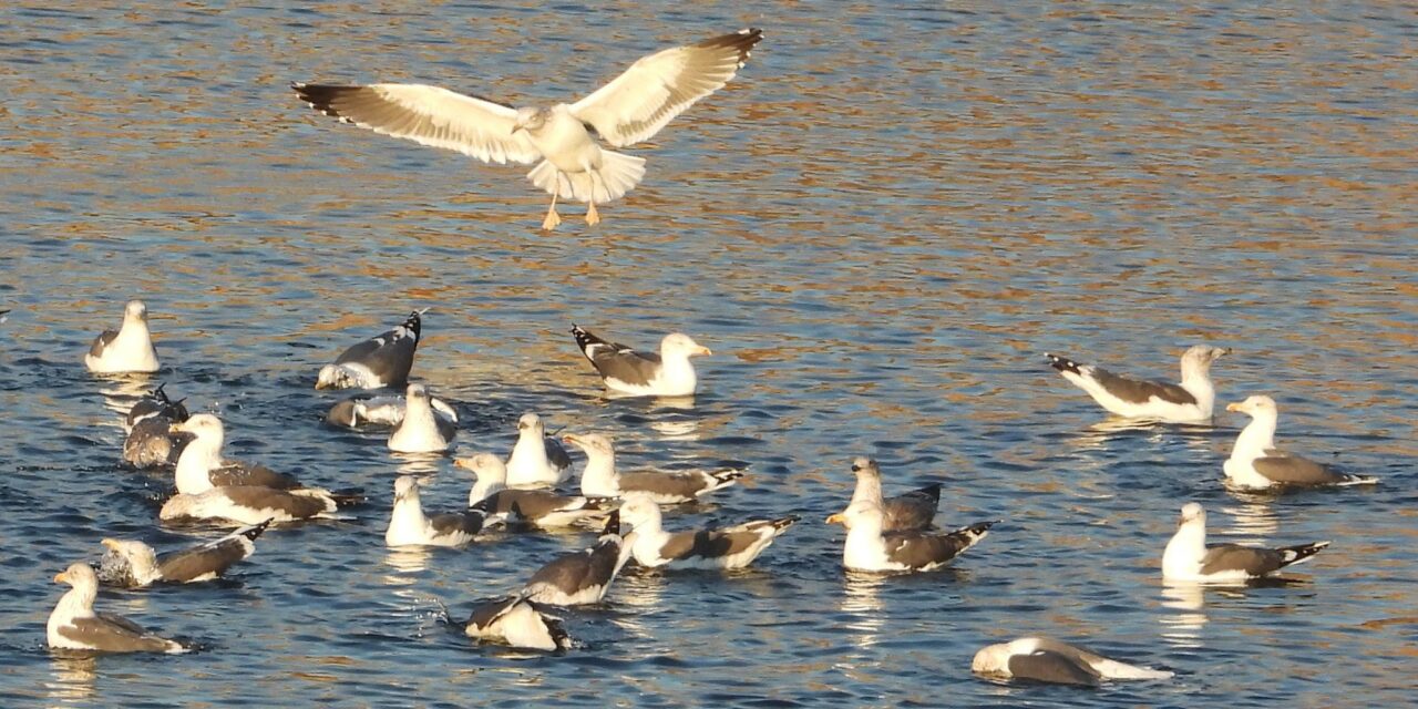 La Comunidad de Madrid aprobará la destrucción de las lagunas de Ambroz