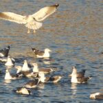 La Comunidad de Madrid aprobará la destrucción de las lagunas de Ambroz