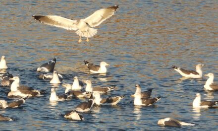 Colectivos conservacionistas y vecinales presentan un informe sobre la biodiversidad de las Lagunas de Ambroz