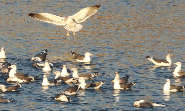 La Comunidad de Madrid aprobará la destrucción de las lagunas de Ambroz