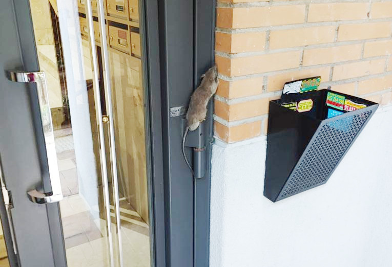 Plaga de ratas en el Barrio de los Puertos (Arganzuela)