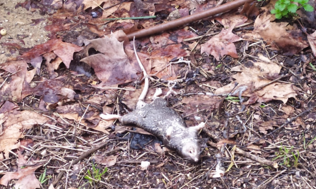 Las ratas regresan con fuerza al Barrio de Los Puertos (Arganzuela)