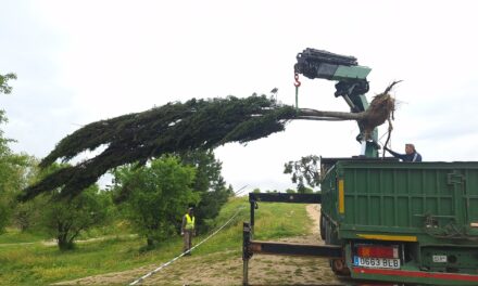 Multa máxima de 601 euros a vecinos de Montecarmelo por una sentada pacífica para proteger más de 200 árboles de las obras del cantón