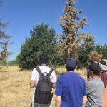 La verdad sobre el supuesto trasplante del Ayuntamiento de Madrid en el Parque de Montecarmelo: más de 200 árboles condenados en una tala encubierta