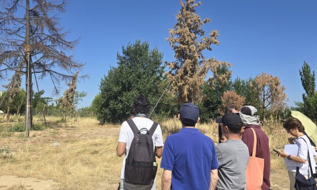La verdad sobre el supuesto trasplante del Ayuntamiento de Madrid en el Parque de Montecarmelo: más de 200 árboles condenados en una tala encubierta