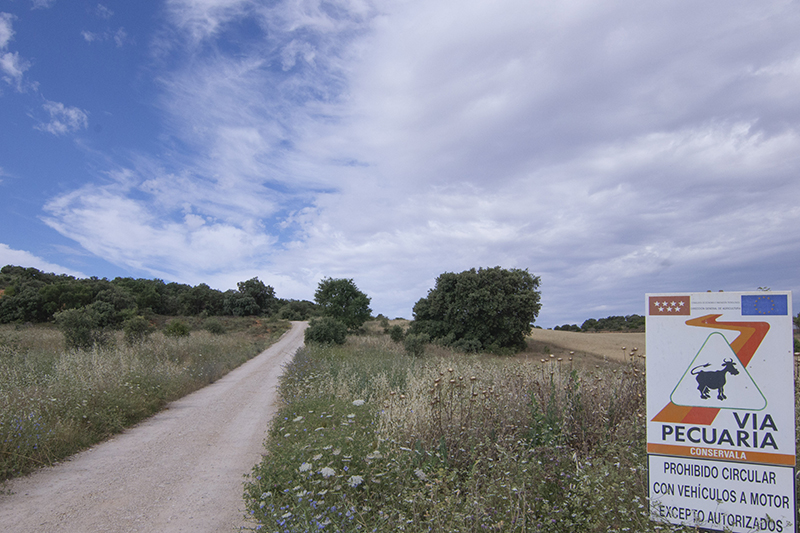 Colectivos ecologistas y vecinales piden al Ministerio que frene la desprotección de las vías pecuarias de Madrid