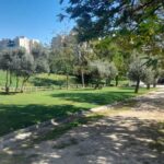 Denuncian la tala de 300 árboles en el único parque de Vista Alegre (Madrid-Carabanchel)
